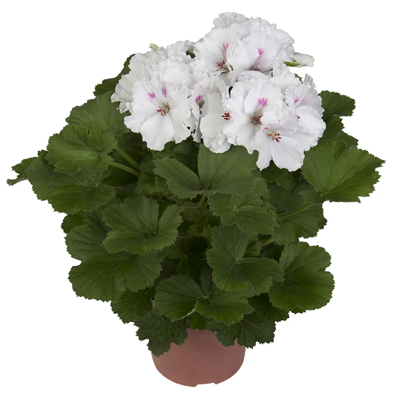 Пеларгония белая горшечная